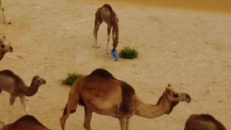 I danni dell'inquinamento (Foto video)