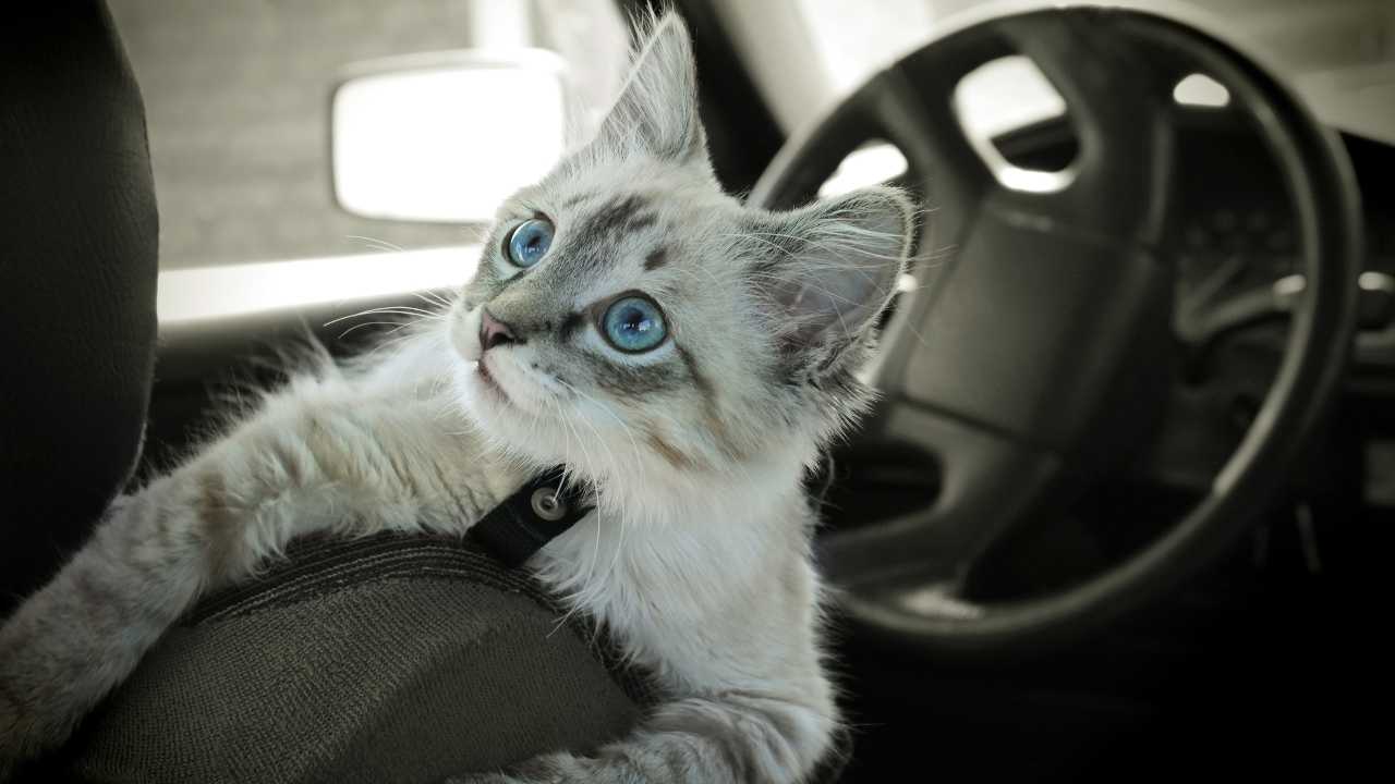 gattino in auto Divieto di cintura di sicurezza per il gatto