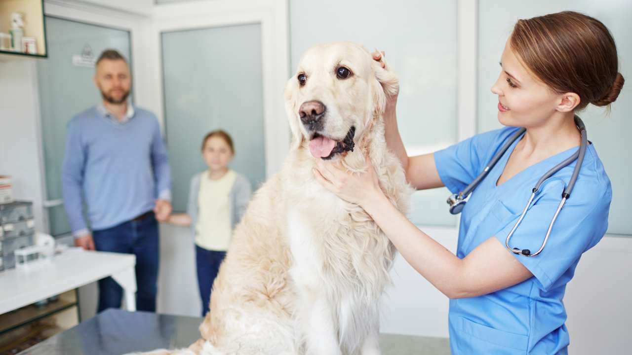cane visitato da una veterinaria Anagrafe canina Puglia