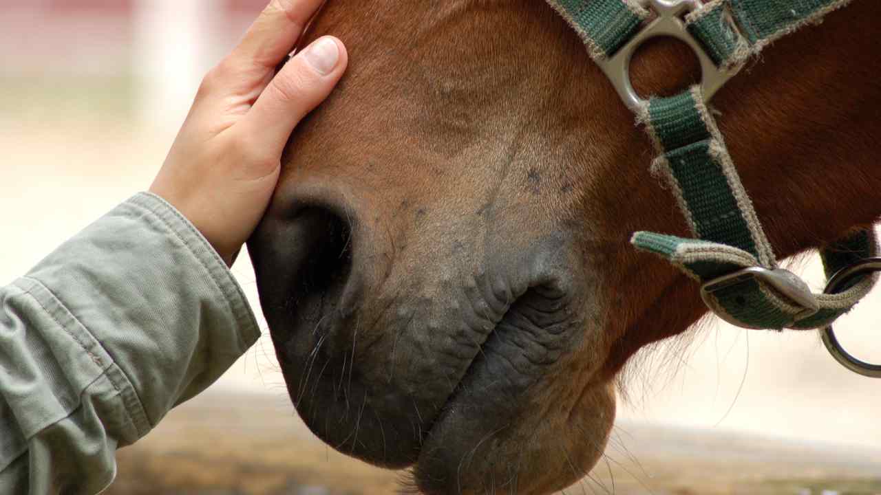 Sinusite nel cavallo