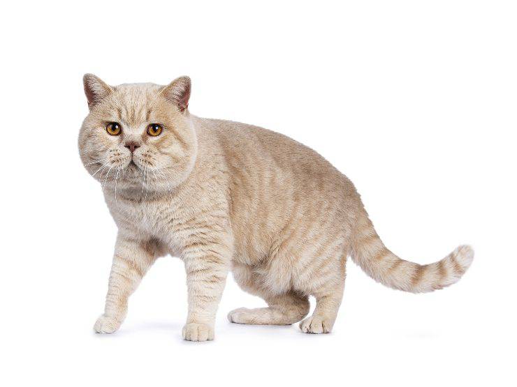 Felino bianco