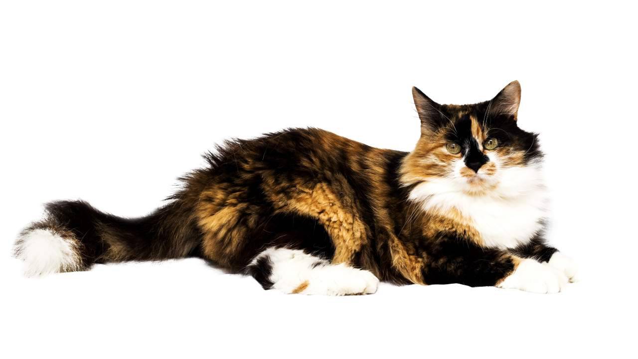La sindrome di Klinefelter nei gatti