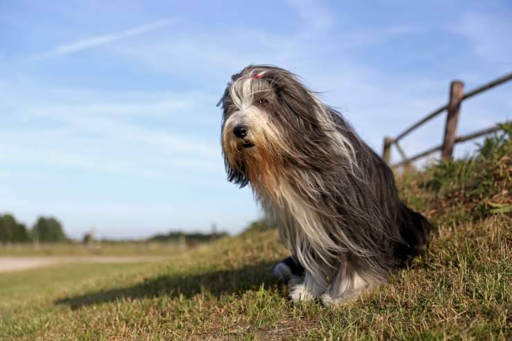 Adottare un Bearded Collie Adottare un Bearded Collie