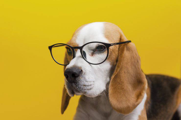 Malattie più comuni del Beagle Harrier