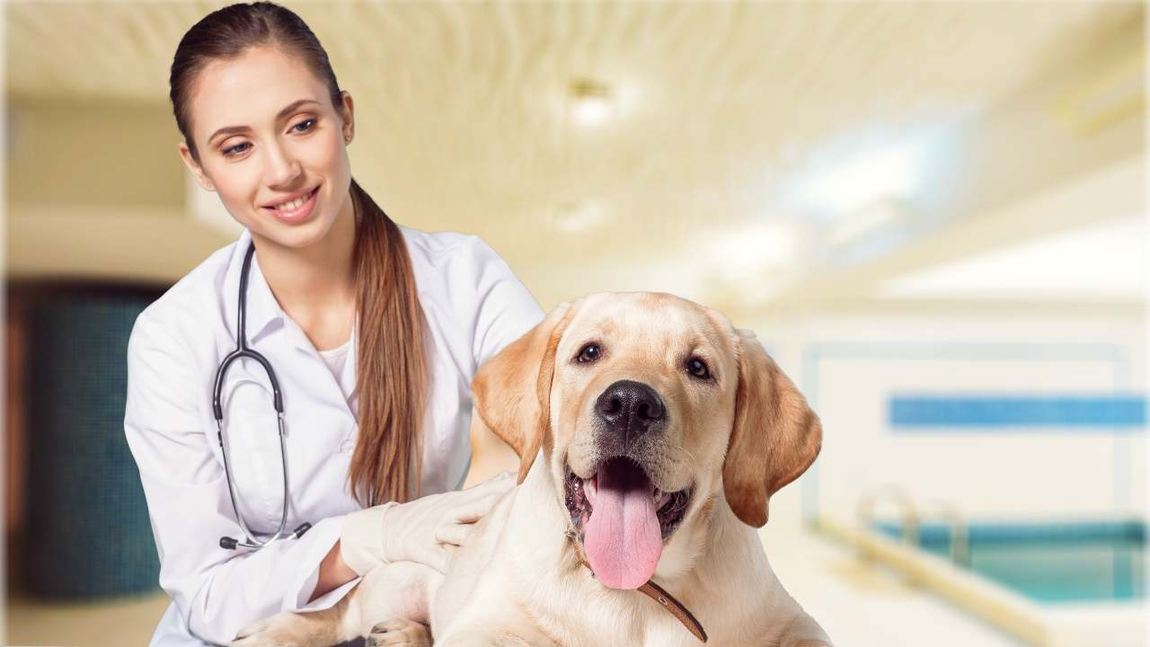 cane con veterinaria Anagrafe canina Veneto