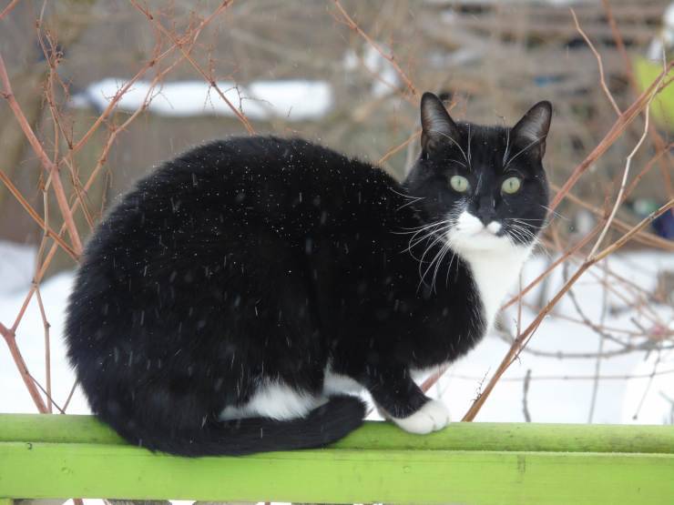 Il gatto si gonfia