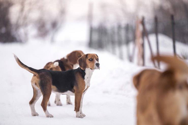 Adottare un Beagle Harrier Adottare un Beagle Harrier