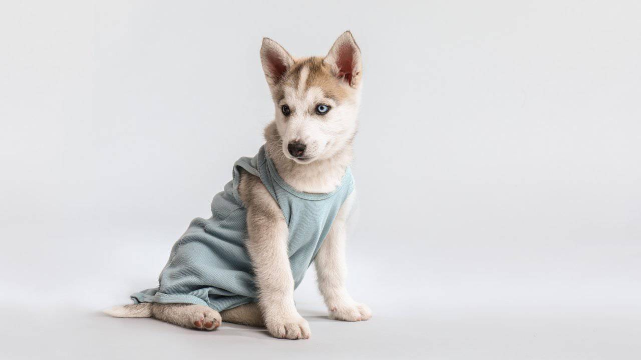 body per il cane Body post operatorio per il cane