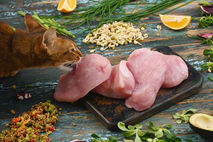 Cibi tossici per il gatto: quali sono e perché Cibi tossici per il gatto