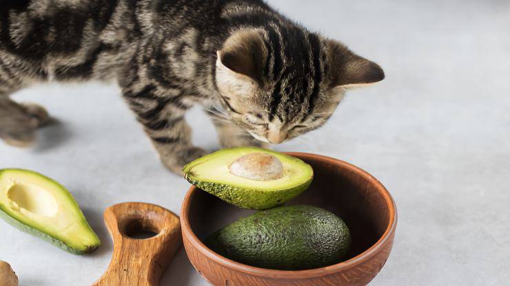 Cibi tossici per il gatto Cibi tossici per il gatto