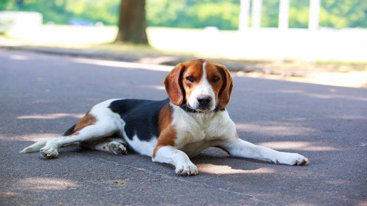 Cura del pelo del Beagle Harrier