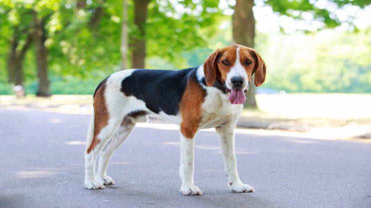 Adottare un Beagle Harrier Adottare un Beagle Harrier