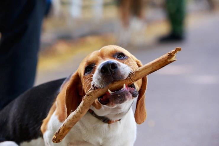 Alimentazione del Beagle Harrier Alimentazione del Beagle Harrier