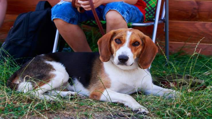Alimentazione del Beagle Harrier Alimentazione del Beagle Harrier