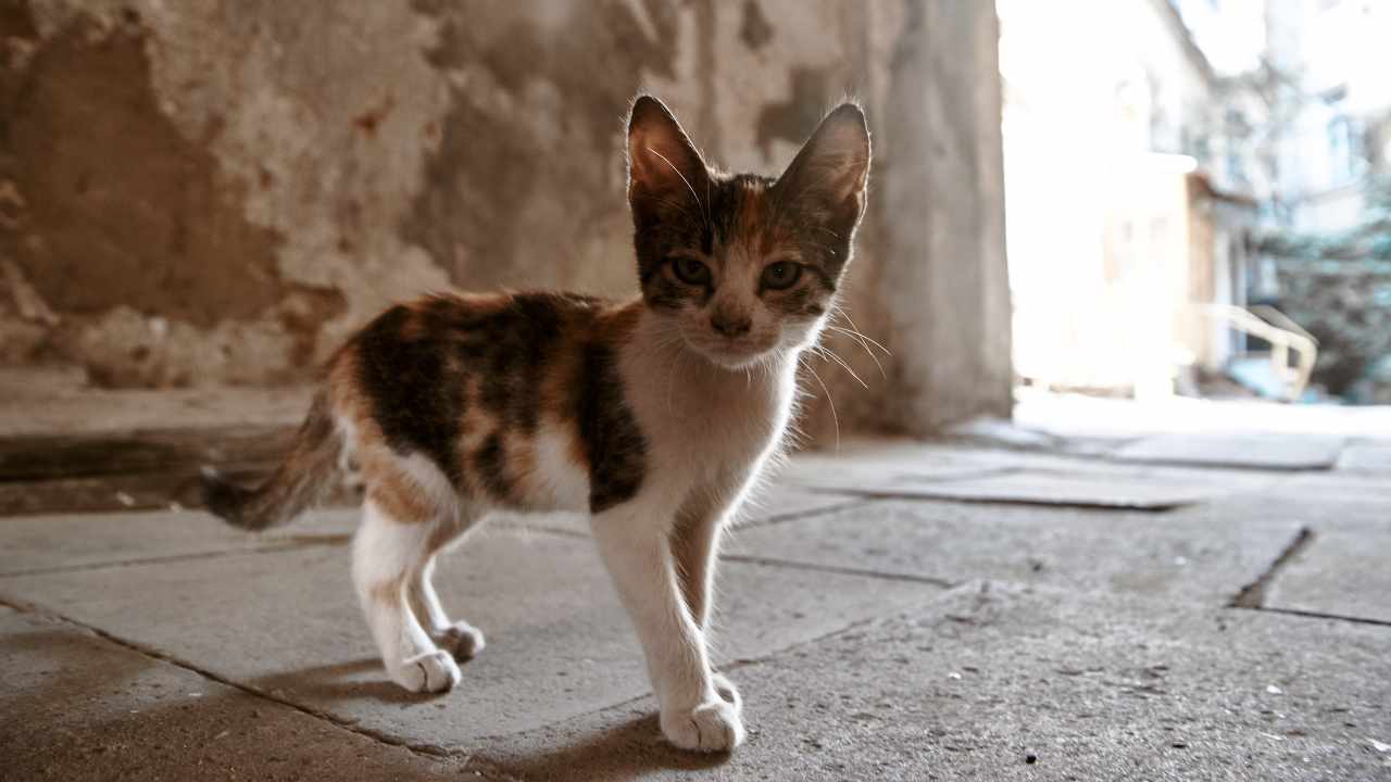 gattino smarrito Gatto smarrito, cosa prevede la legge: quali obblighi gravano sul proprietario
