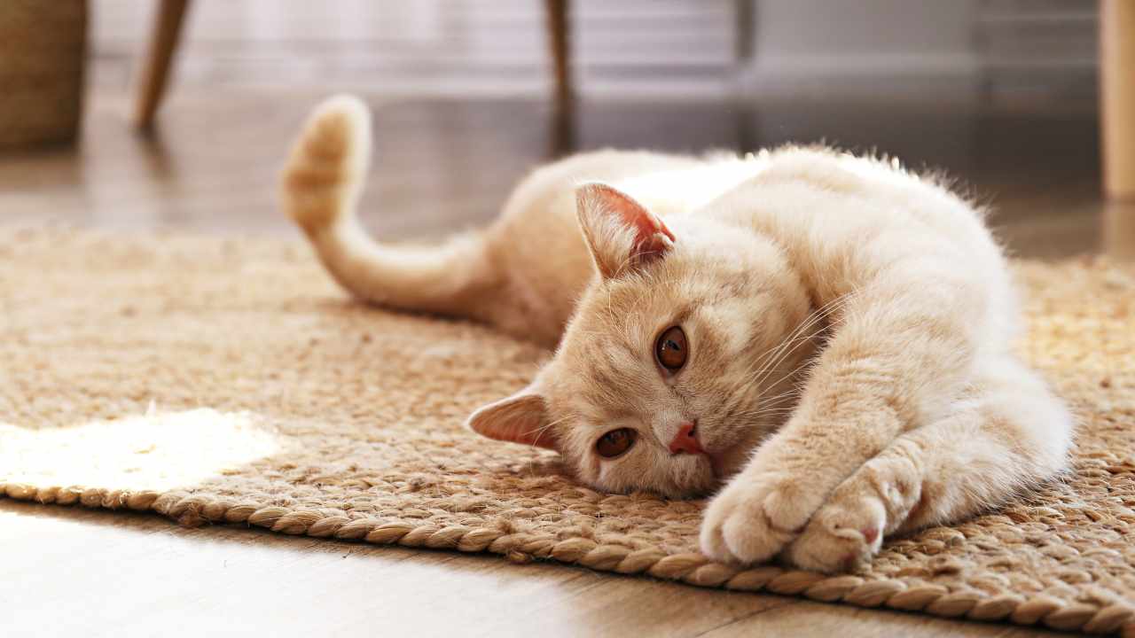 I diritti del gatto