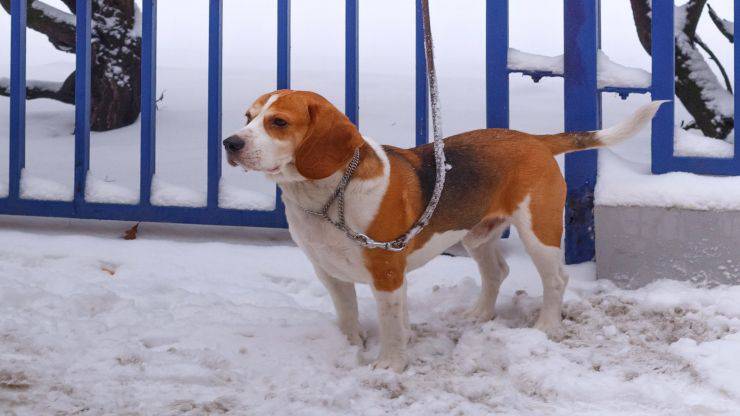 Curiosità sul Beagle Harrier