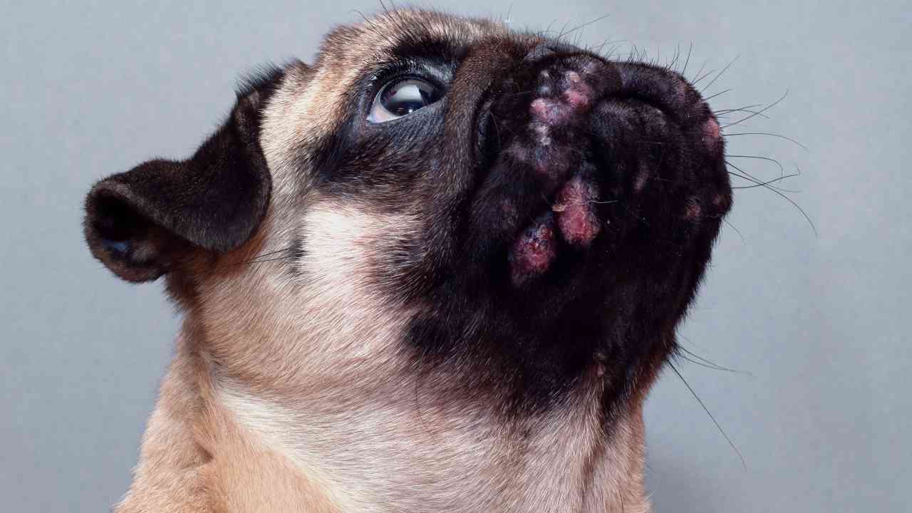 carlino con infezione cutanea Intertrigine nel cane