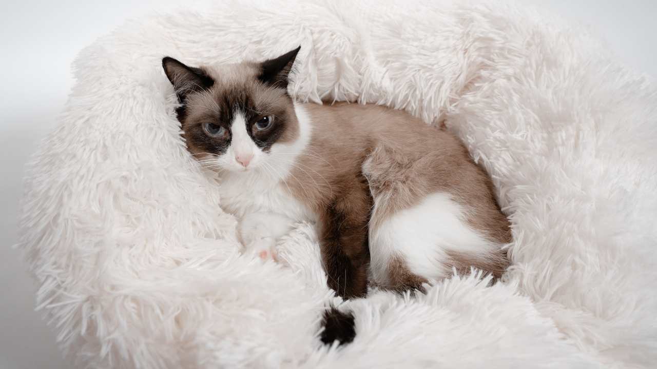 Cuscino per il gatto Cuscino per il gatto