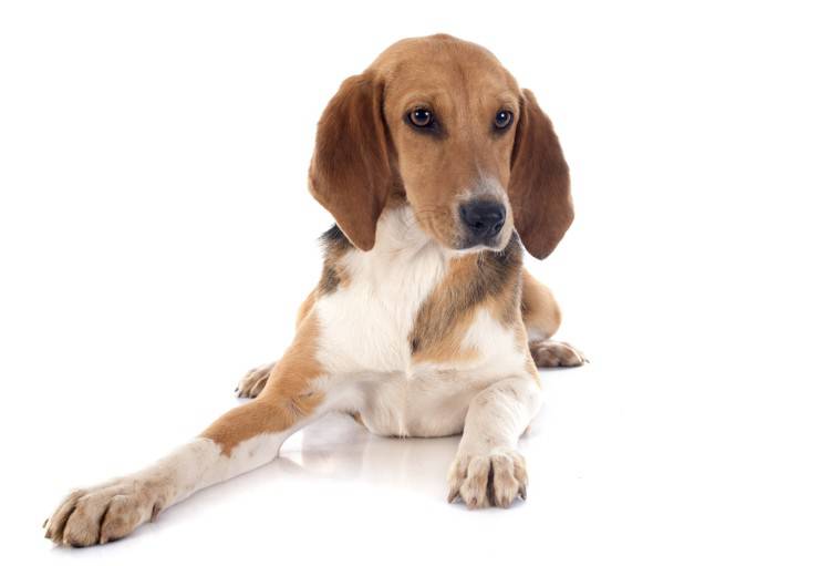 Curiosità sul Beagle Harrier
