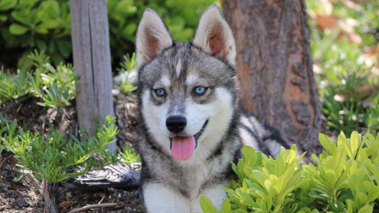 Alaskan Klee Kais