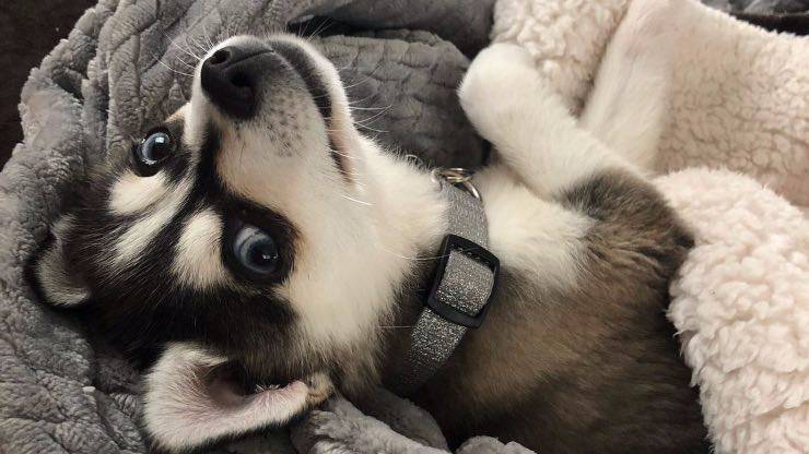 Alaskan Klee Kais cucciolo