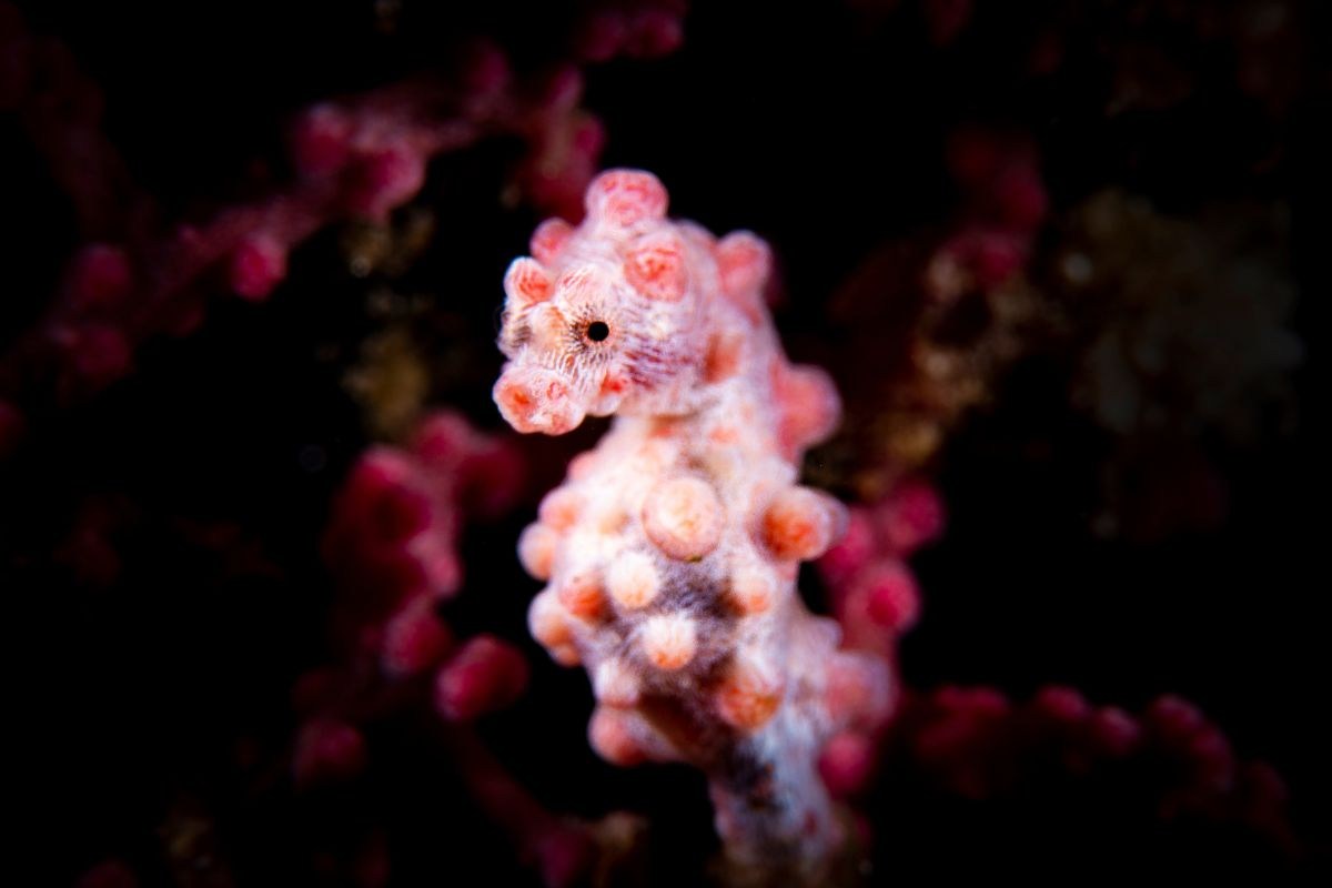 Cavalluccio marino pigmeo con tubercoli rosa
