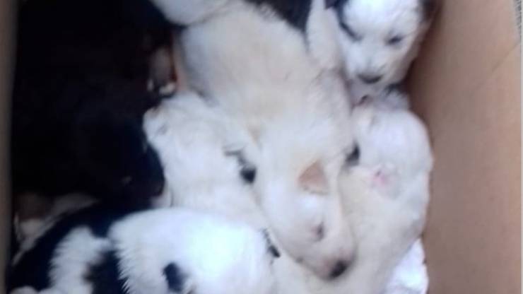 Dieci Cuccioli Cane Scatolone