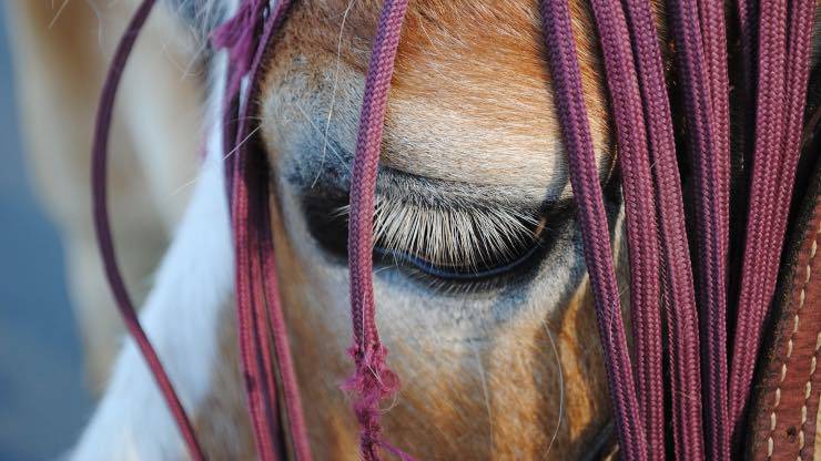 Depressione nel cavallo Depressione nel cavallo