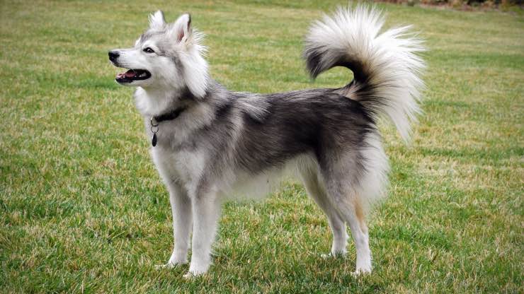 Alaskan Klee Kais