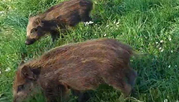 Cuccioli Cinghiali Parco Torino Video