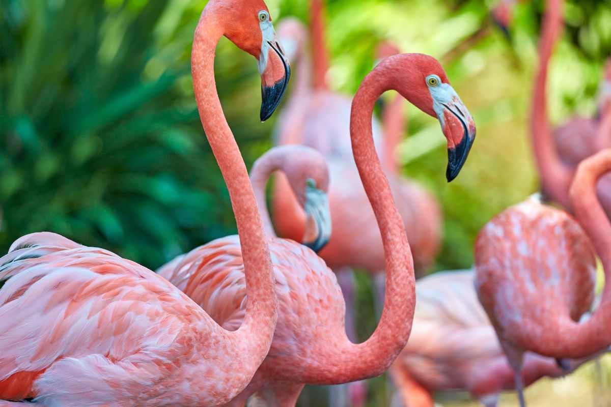 Fenicotteri rosa in natura