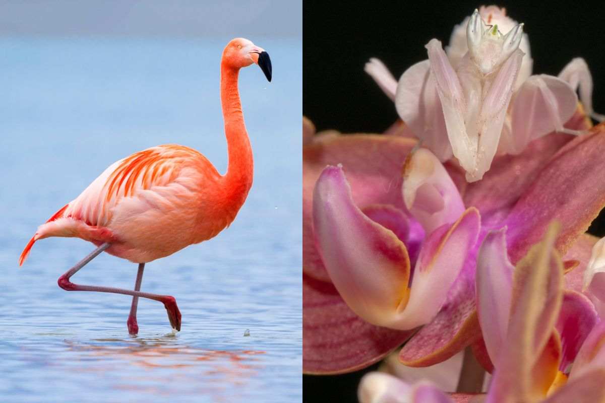 Fenicottero rosa e mantide orchidea