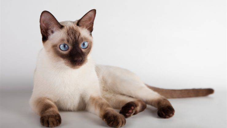Gatto Thai