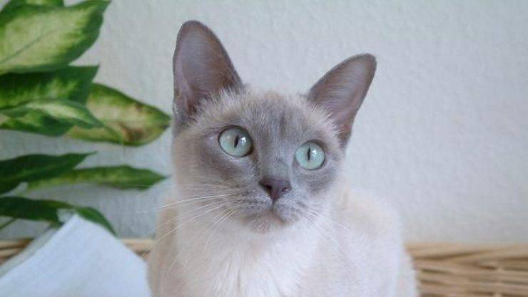 Gatto Tonkinese
