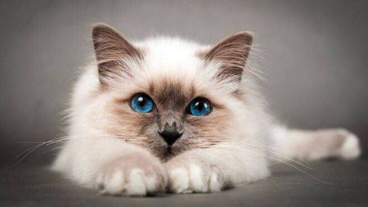 Gatto sacro di Birmania
