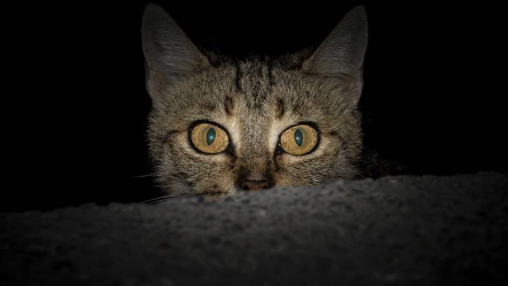 Come insegnare al gatto a dormire di notte