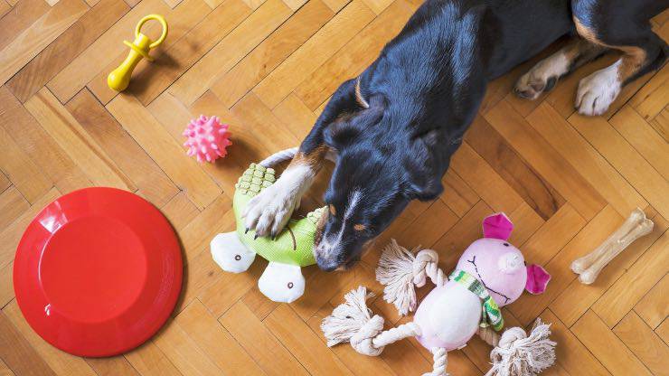 Kong per cani