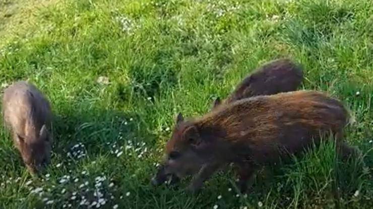 Cuccioli Cinghiali Parco Torino Video