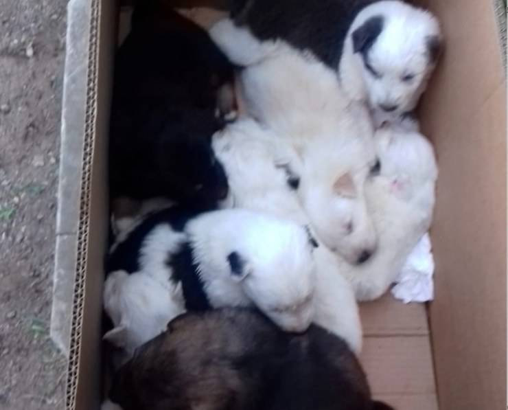 Dieci Cuccioli Cane Scatolone