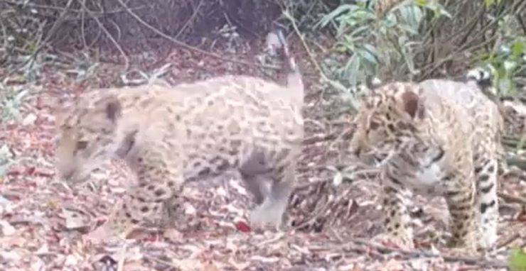Mamma Giaguaro Cucciolo Video