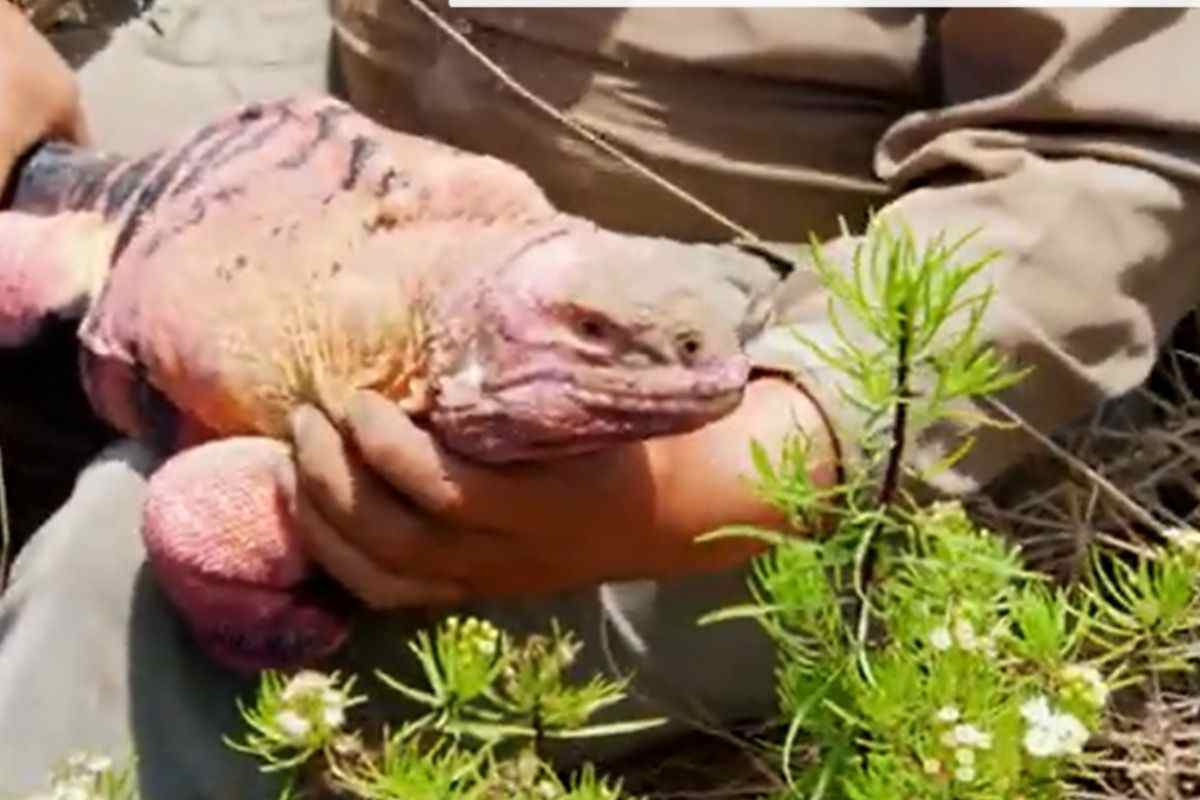 Iguana rosa