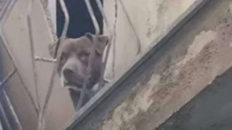 Pitbull Catena Casa Disabitata