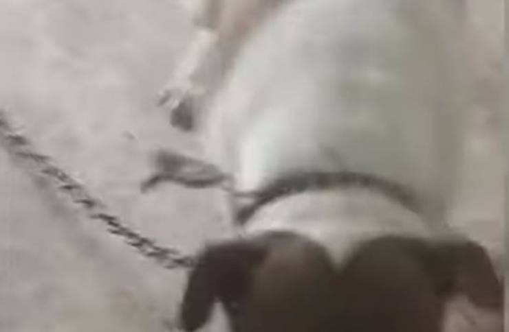 Pitbull Catena Casa Disabitata