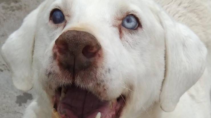 Cane Blanco Cerca Casa