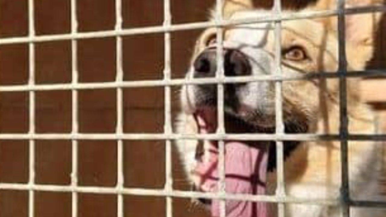 Cane Jerry Abbandonato Separazione Coppia