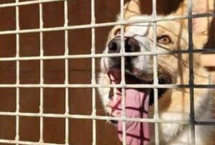 Cane Jerry Abbandonato Separazione Coppia