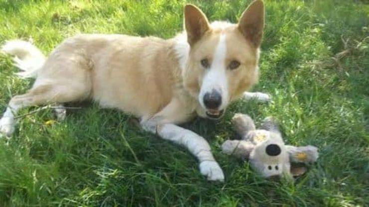 Cane Jerry Abbandonato Separazione Coppia