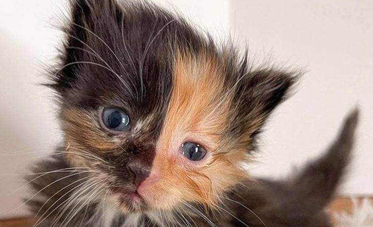 Gatto Apricot Chimera Video