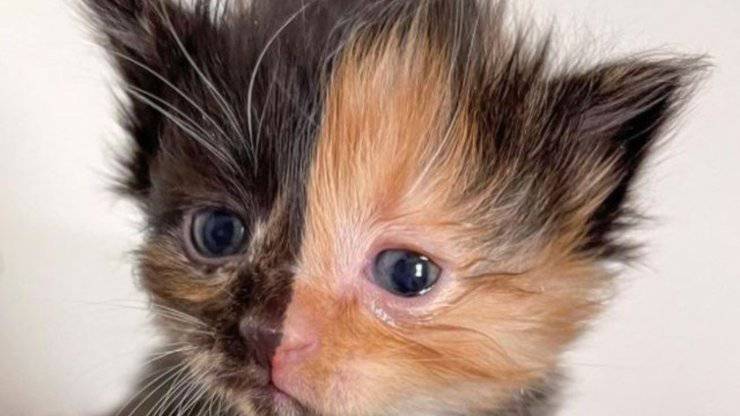 Gatto Apricot Chimera Video